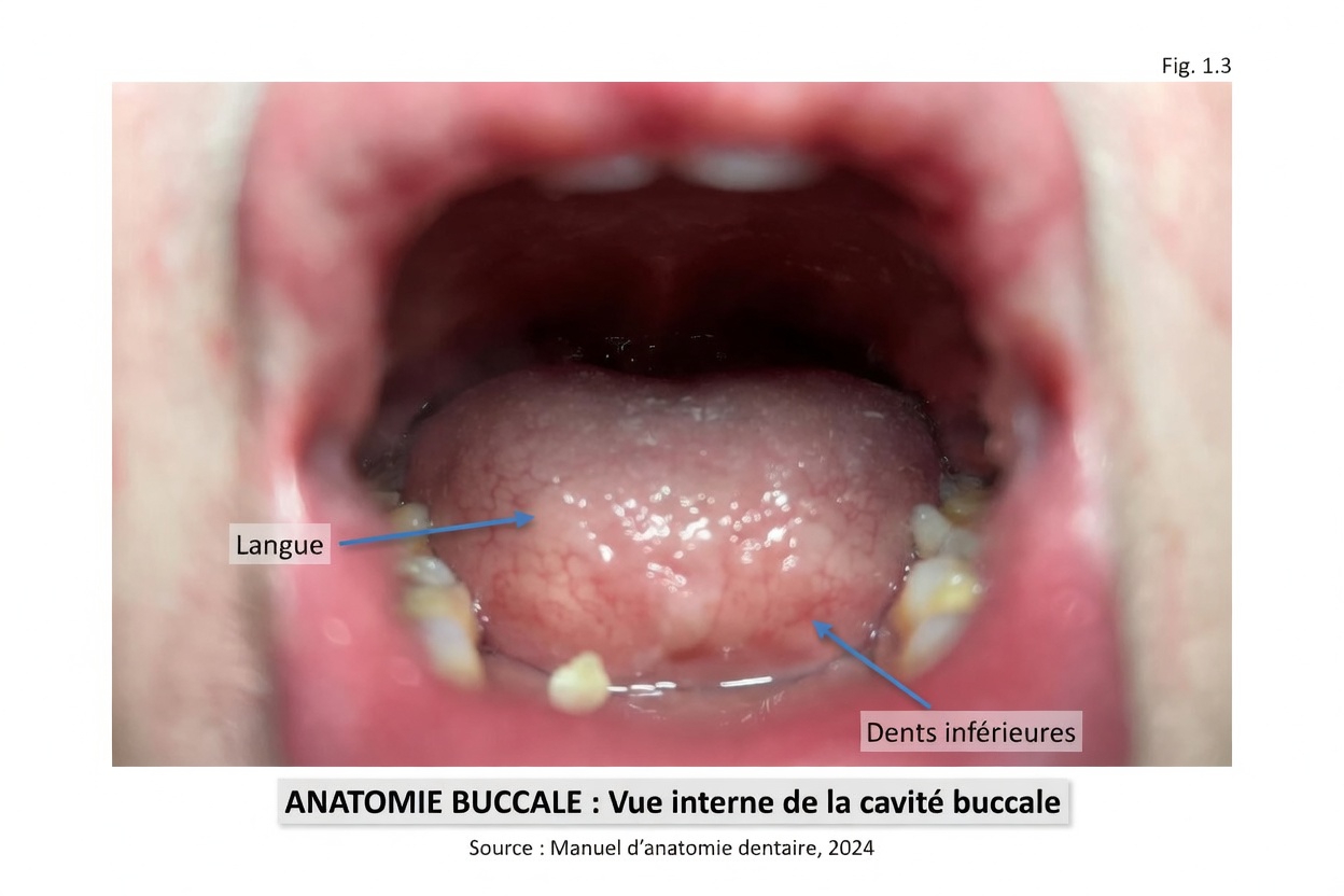 Pourquoi votre mauvaise haleine ne vient peut-être pas du tout de vos dents