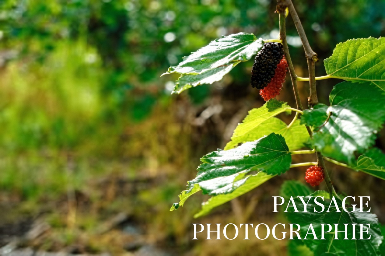 Une simple habitude matinale avec du thé aux feuilles de mûrier que beaucoup de gens en Asie suivent depuis des générations