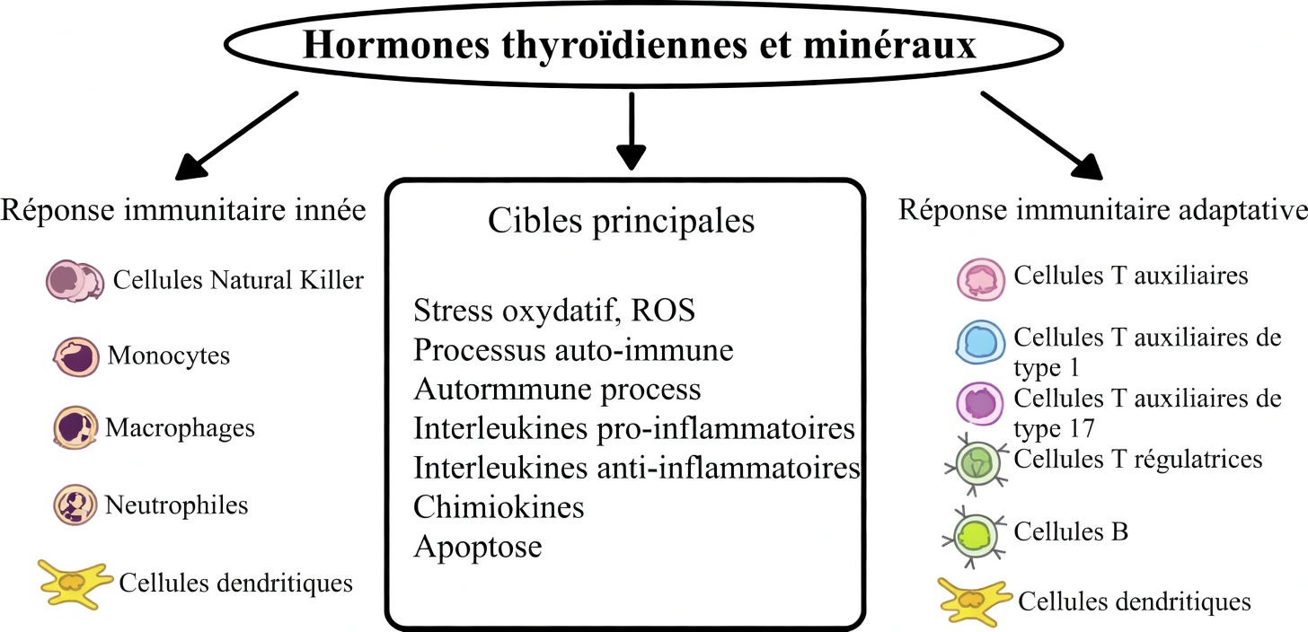 Explorer le rôle de deux minéraux essentiels dans le soutien de la santé de la thyroïde