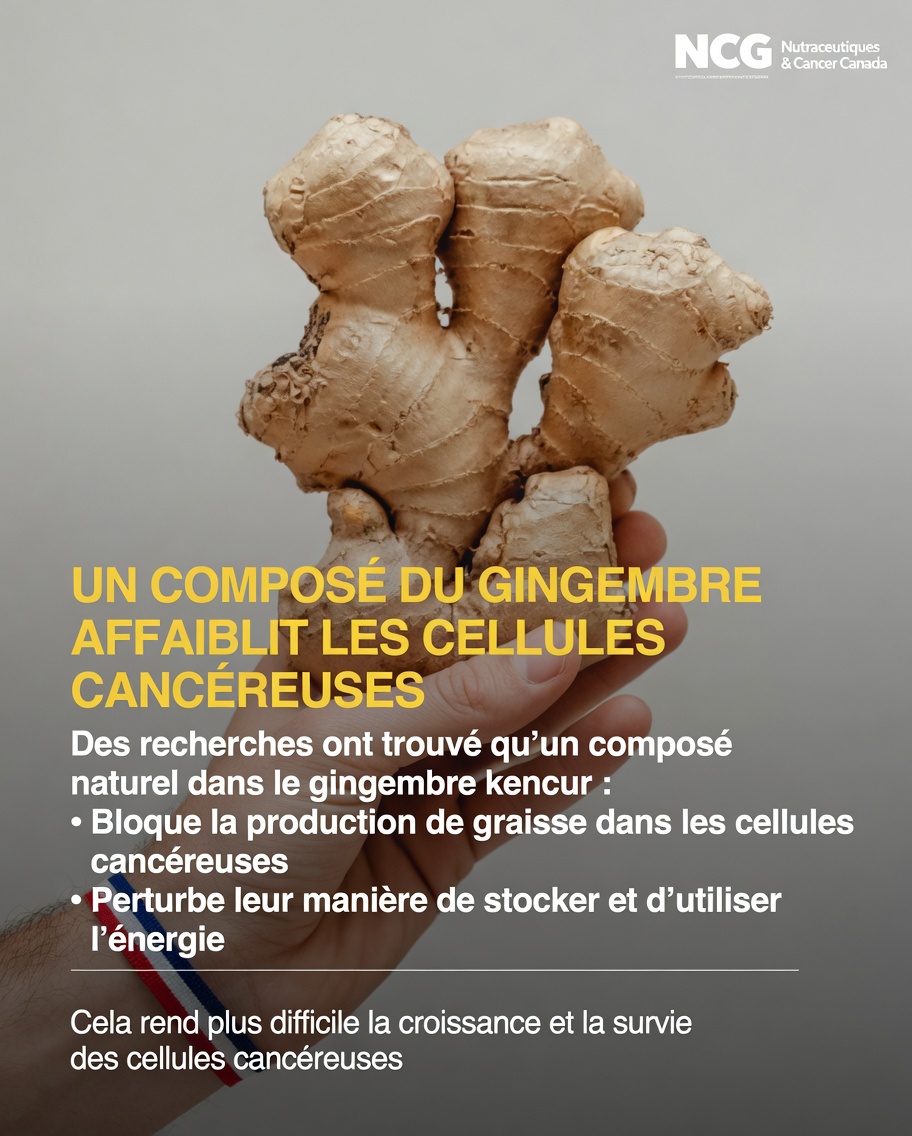 Que révèle la recherche la plus récente sur l’interaction potentielle du gingembre avec les cellules souches cancéreuses dans les études en laboratoire ?