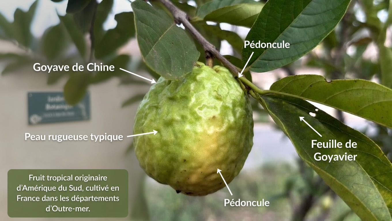 Explorer des moyens naturels de soutenir la santé oculaire avec la goyave : guide des habitudes quotidiennes