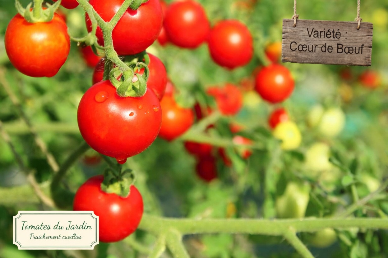 Vous manque-t-il cette simple habitude à base de tomate et d’avocat après 50 ans ?