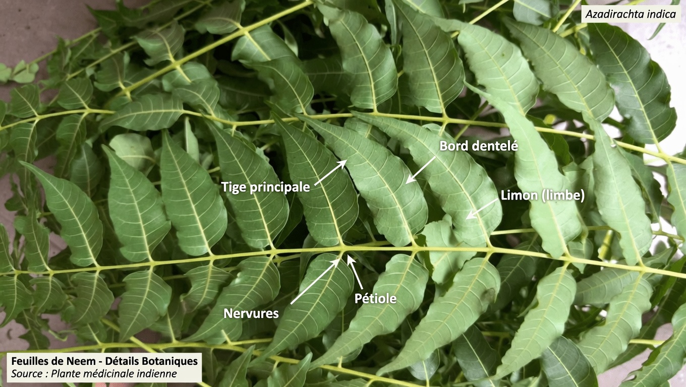 Feuilles de neem : exploration des usages traditionnels et du soutien potentiel au bien-être