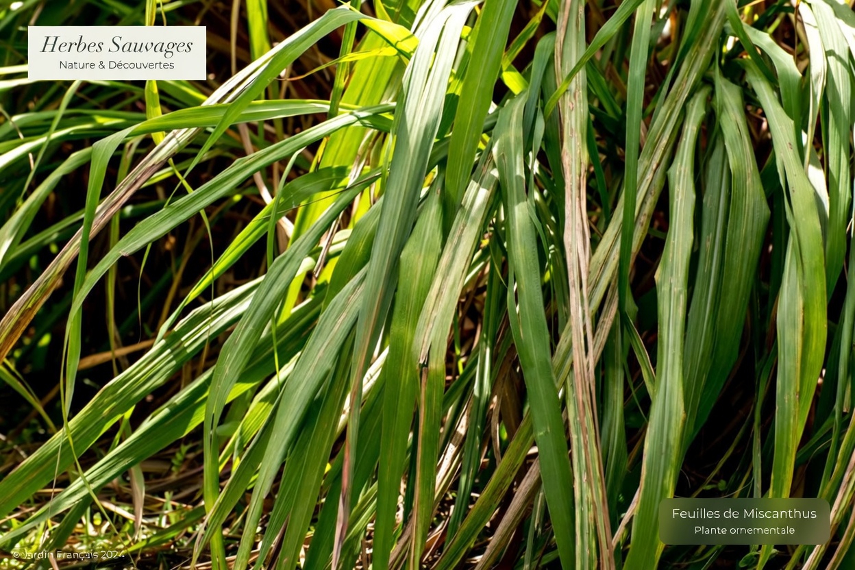 Arrêter les moustiques dès ce soir ? 5 plantes de jardin que beaucoup de foyers au Mexique oublient