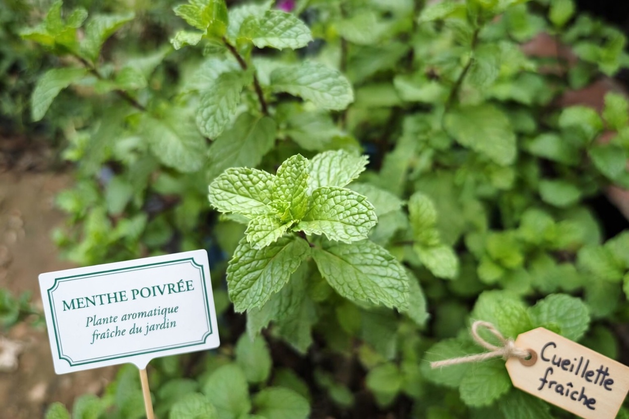 Arrêter les moustiques dès ce soir ? 5 plantes de jardin que beaucoup de foyers au Mexique oublient