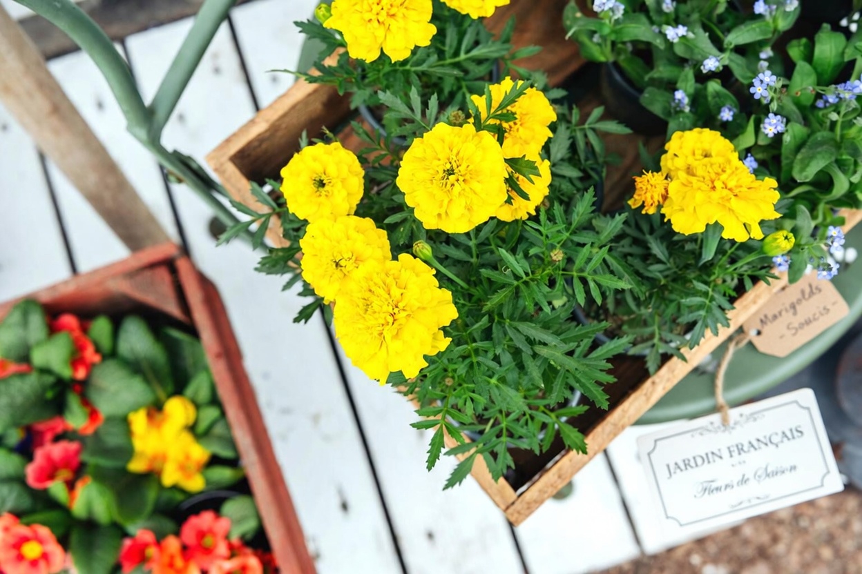 Arrêter les moustiques dès ce soir ? 5 plantes de jardin que beaucoup de foyers au Mexique oublient