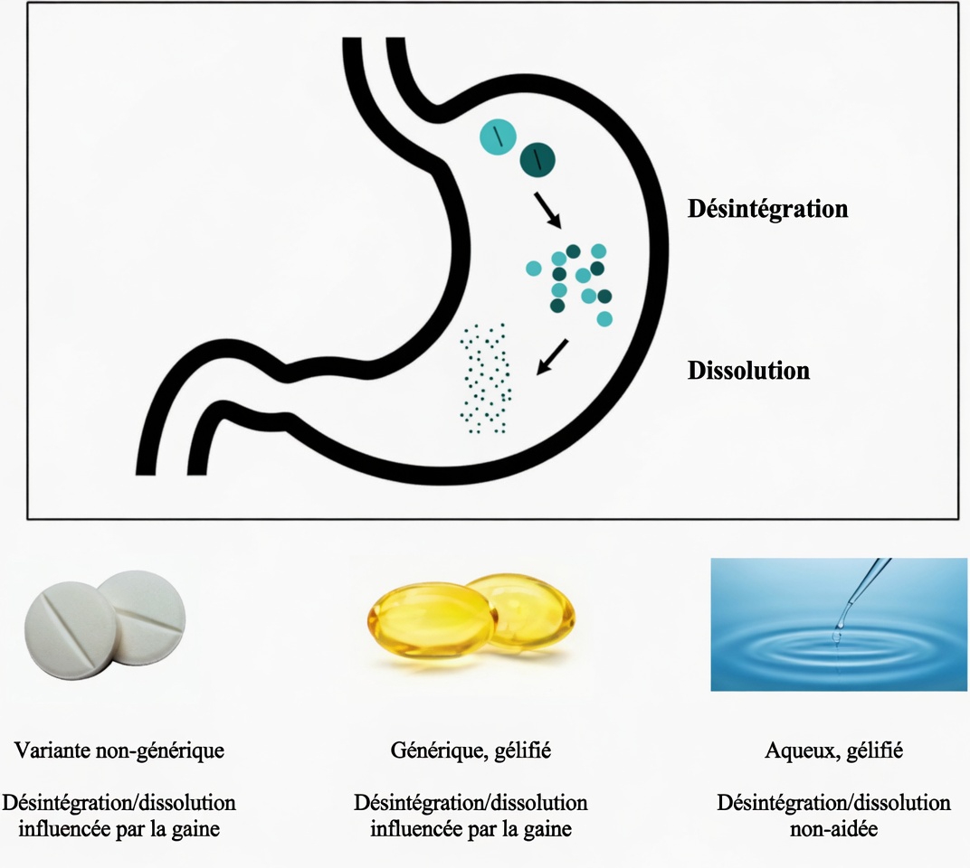 Prenez-vous la lévothyroxine de la mauvaise façon chaque matin ? Des habitudes que de nombreux patients négligent