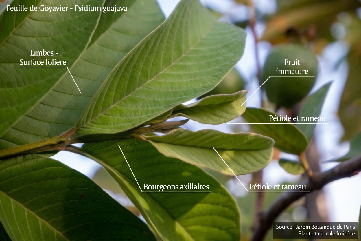 Les feuilles de goyave peuvent-elles aider à prendre soin des dents ? 3 habitudes traditionnelles que les personnes âgées au Mexique devraient connaître