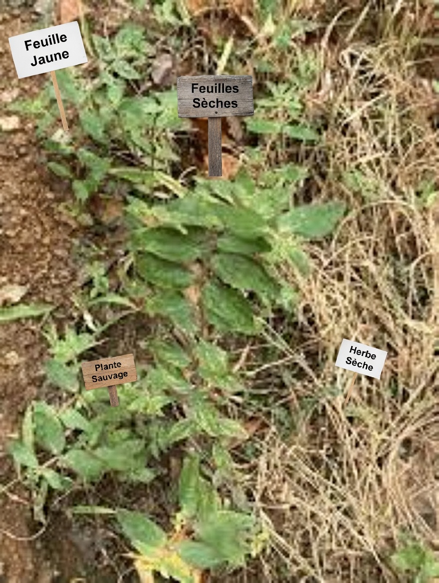 Cette mauvaise herbe commune pourrait-elle favoriser le confort oculaire au quotidien ? Exploration du rôle traditionnel d’Euphorbia hirta