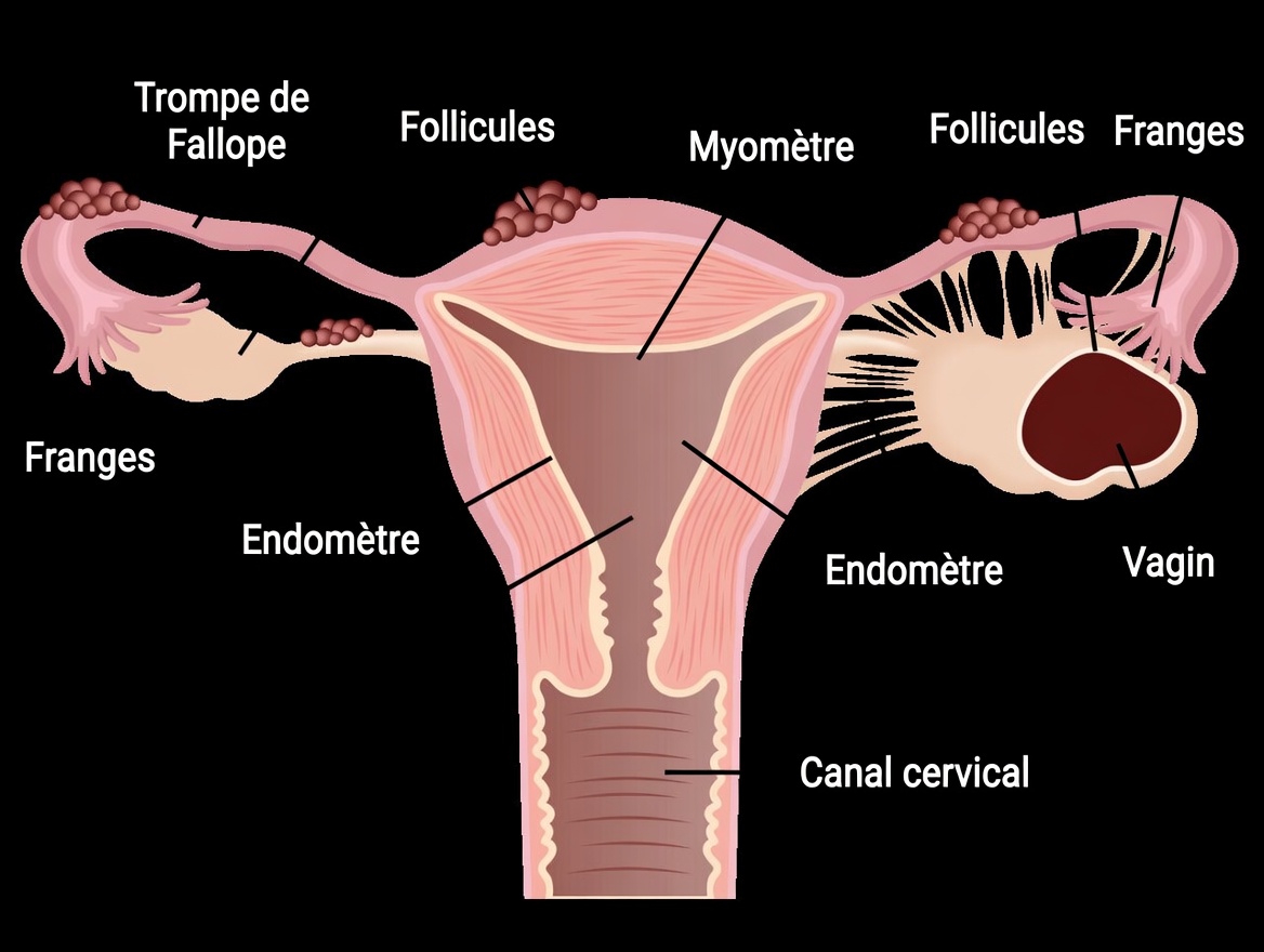 Avertissement sur l’endométriose : les habitudes quotidiennes à ne pas ignorer