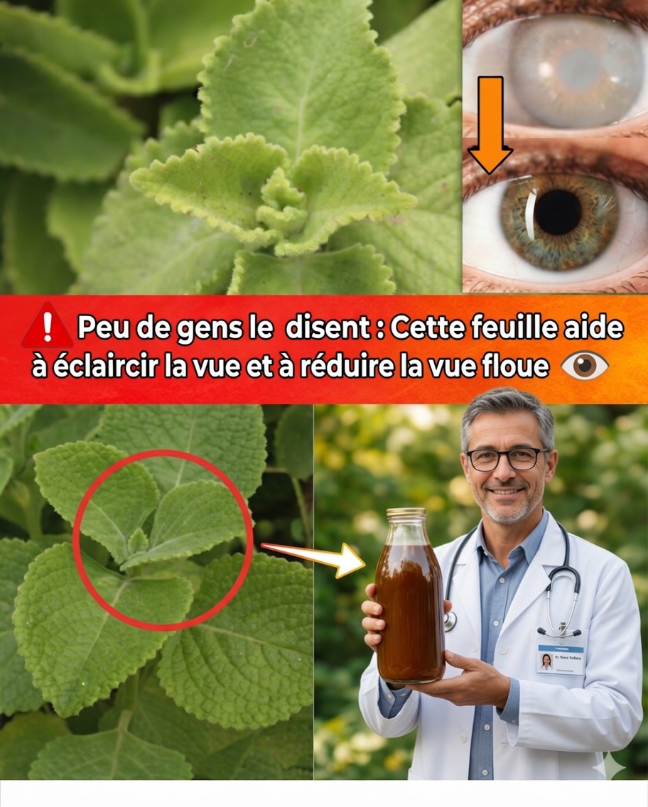 Origan orejón pour la vue : remèdes naturels, bienfaits et mode d’utilisation