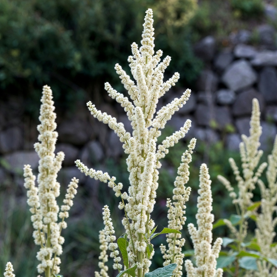9 choses à savoir sur l’amarante blanche (Amaranthus albus)