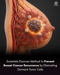 Ce que les recherches cliniques récentes révèlent sur le ciblage des cellules tumorales dormantes et la récidive du cancer du sein chez les survivantes