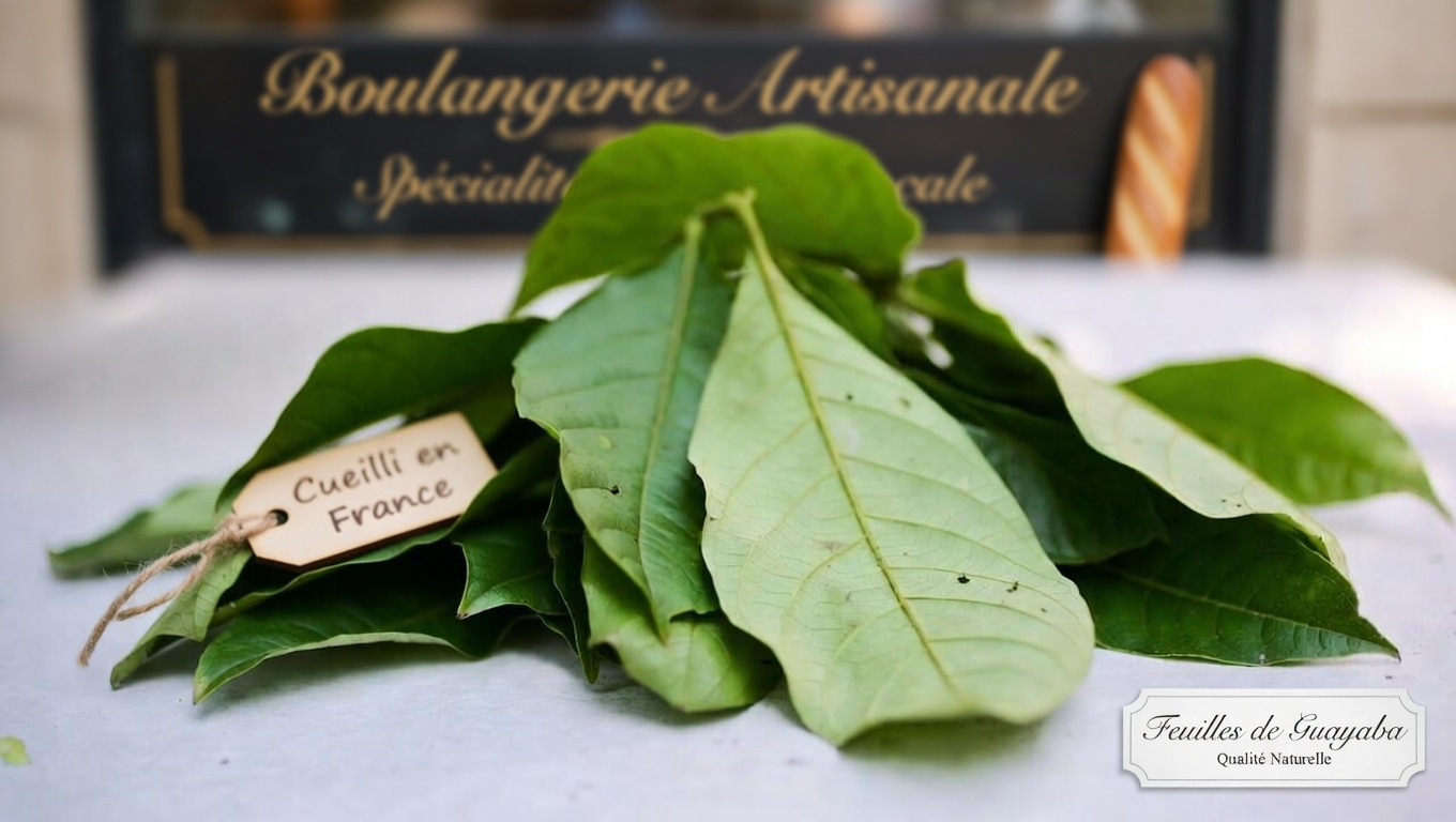 Découverte d’une simple habitude matinale : le thé de feuilles de goyavier et son rôle potentiel dans le soutien quotidien de la glycémie