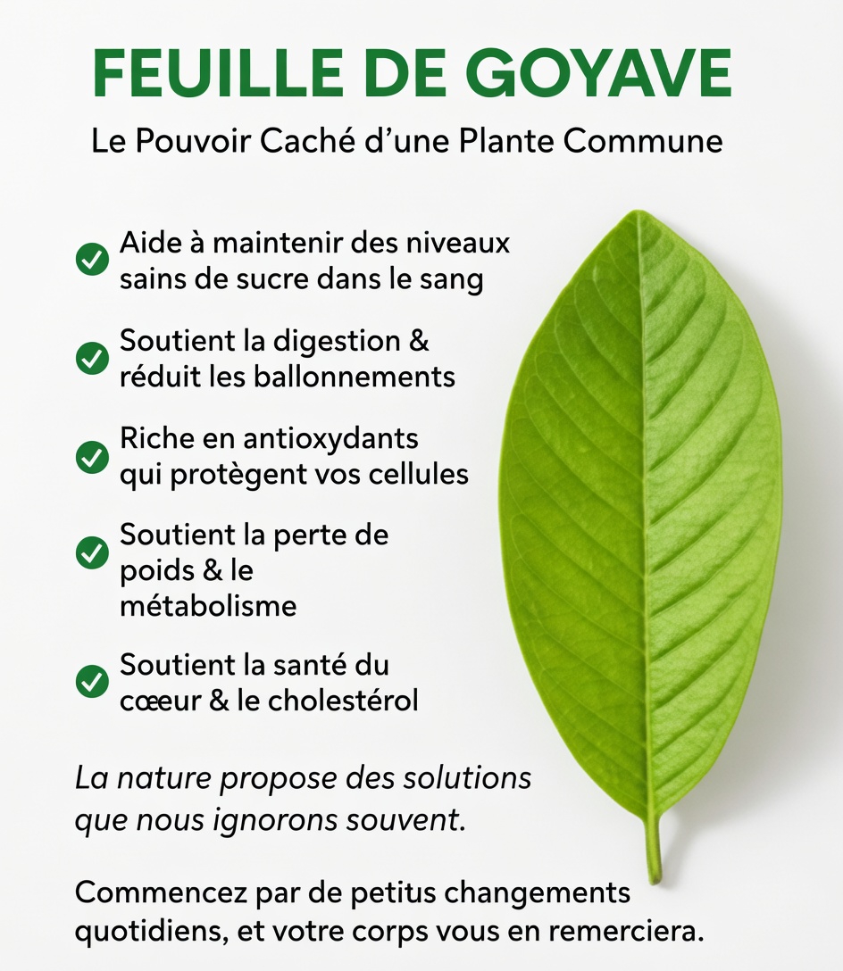 Découverte d’une simple habitude matinale : le thé de feuilles de goyavier et son rôle potentiel dans le soutien quotidien de la glycémie