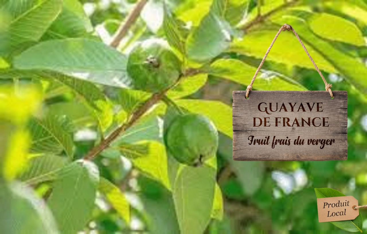 Les 3 meilleures façons de traiter la carie dentaire avec des feuilles de goyavier – simples et économiques