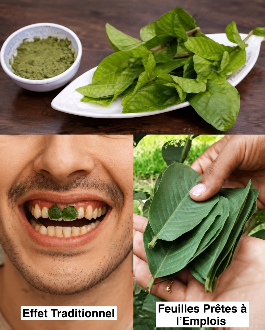 Les 3 meilleures façons de traiter la carie dentaire avec des feuilles de goyavier – simples et économiques