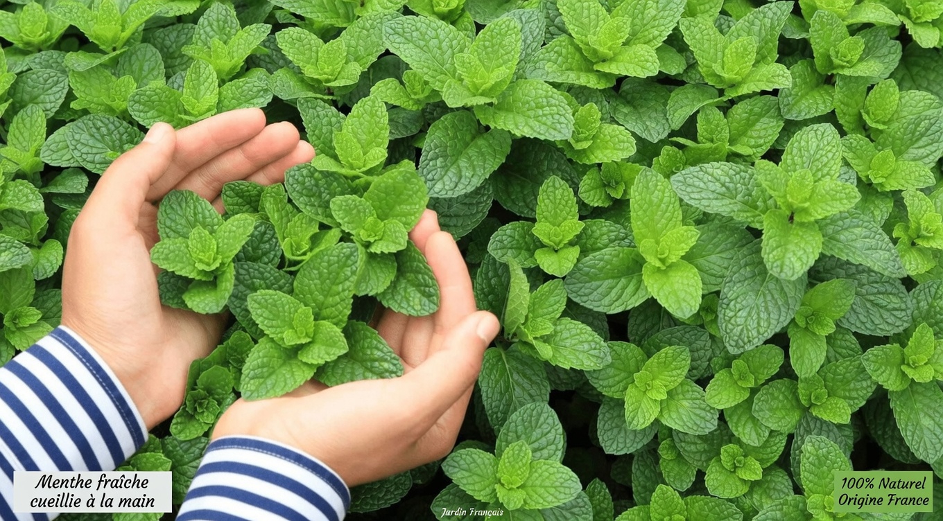 Le voleur silencieux : des moyens naturels pour soutenir vos artères sans passer par la pharmacie