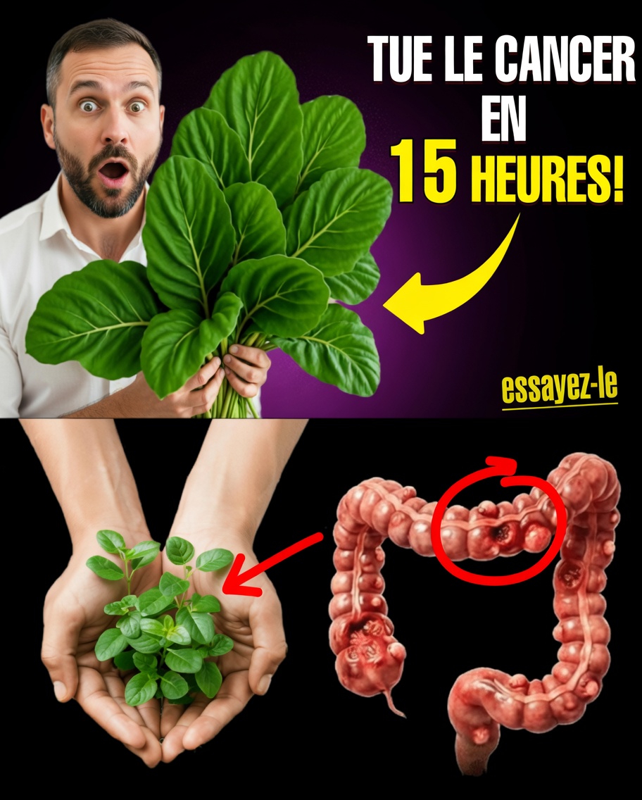 La feuille négligée qui pourrait aider votre corps à combattre les cellules cancéreuses (et 14 autres stratégies naturelles que Big Pharma ne veut pas que vous connaissiez)