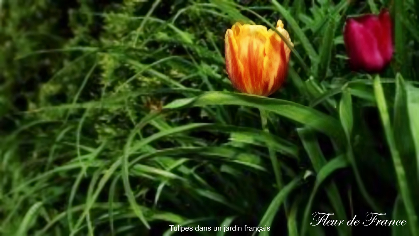 Le pouvoir caché du févier d'Amérique : bienfaits et usages maison