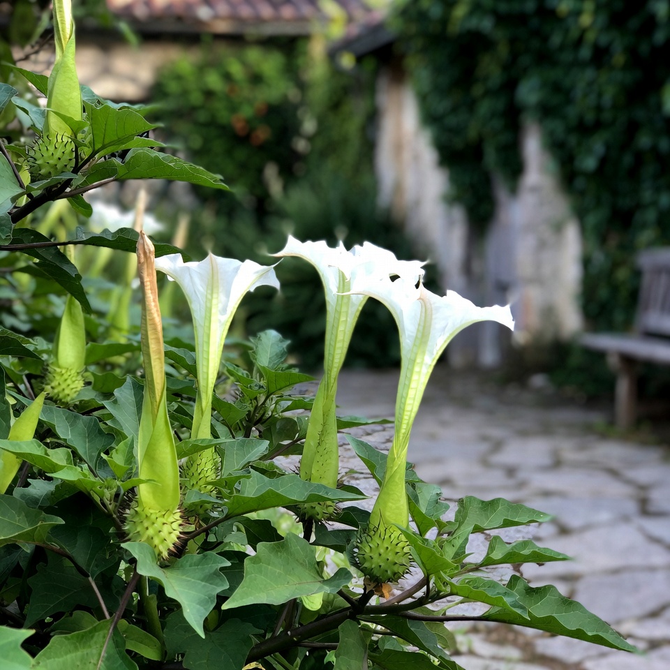 Comment identifier en toute sécurité les plantes de datura dans votre jardin et votre quartier : guide essentiel des conseils et des habitudes