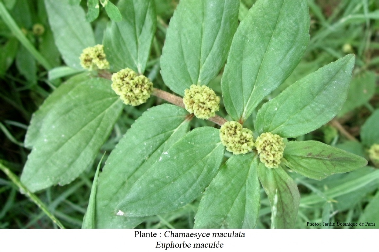 Libérez le pouvoir caché d’une herbe commune du jardin pour soutenir naturellement la santé pulmonaire