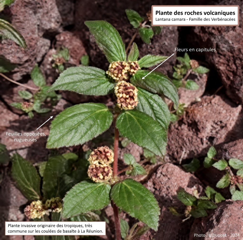 Libérez le pouvoir caché d’une herbe commune du jardin pour soutenir naturellement la santé pulmonaire