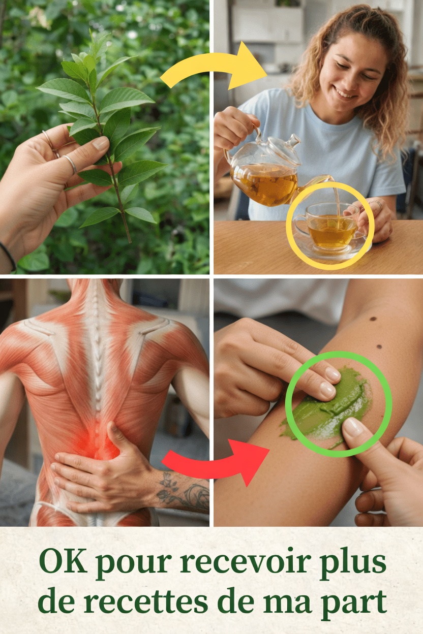 Feuilles de goyave pour la santé des os et des articulations : recettes faciles et conseils à essayer chez soi dès aujourd’hui