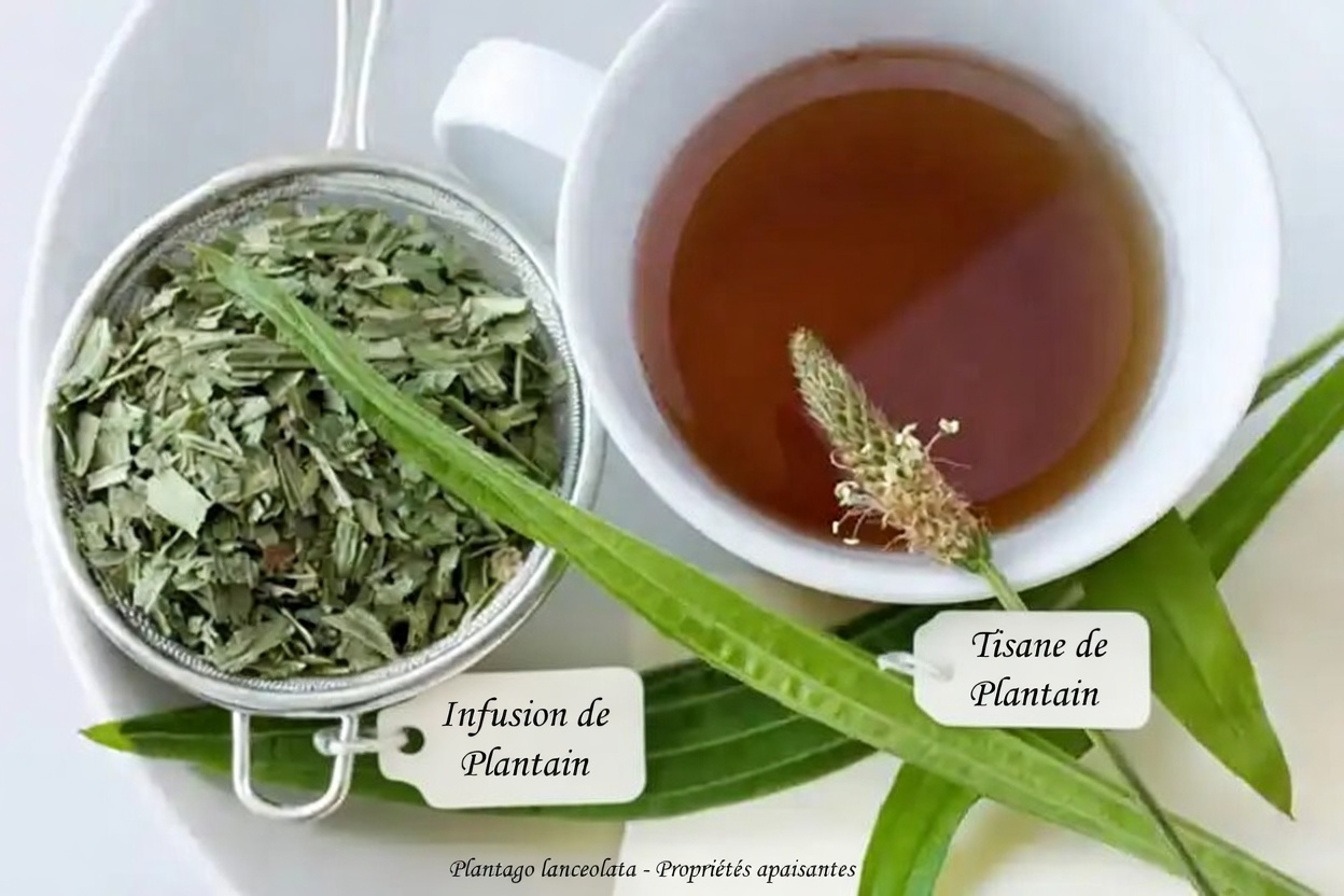 Plantago lanceolata : la plante sauvage qui guérit presque tout