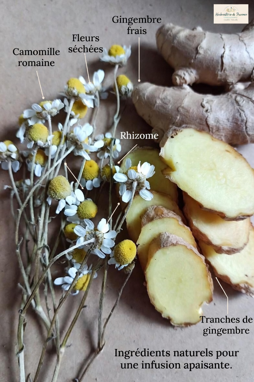 11 boissons apaisantes à savourer chaque soir avant de dormir pour soutenir naturellement le bien-être de vos reins