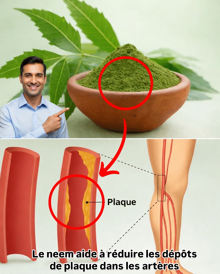 L’unique feuille amère qui rend discrètement les piluliers obsolètes pour les Américains de plus de 60 ans