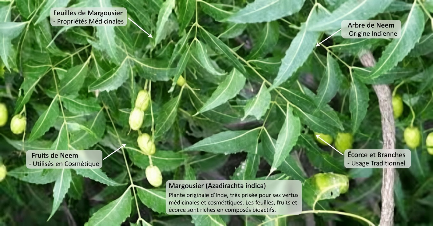 L’unique feuille amère qui rend discrètement les piluliers obsolètes pour les Américains de plus de 60 ans