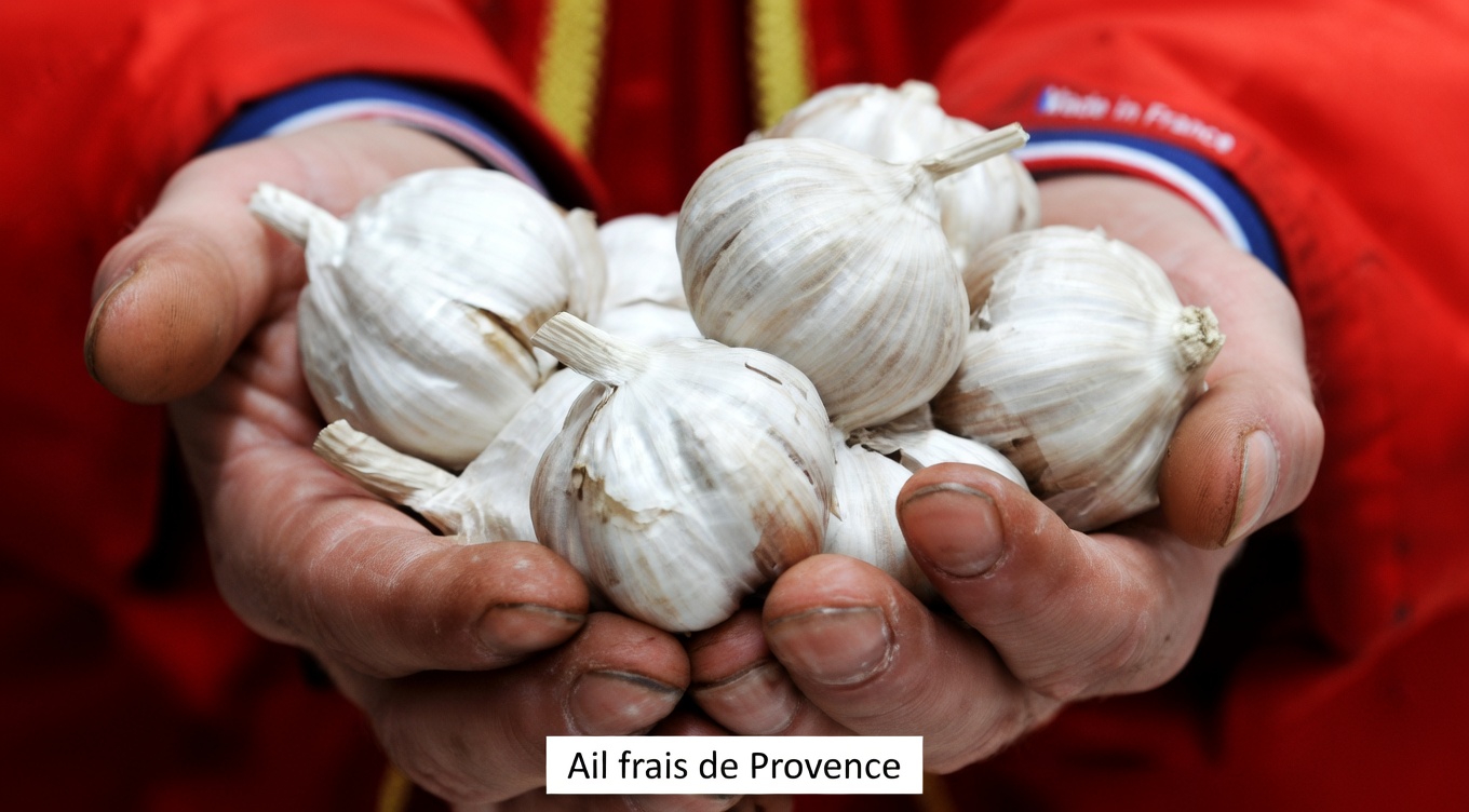 L’ail : l’antibiotique naturel qui élimine les infections