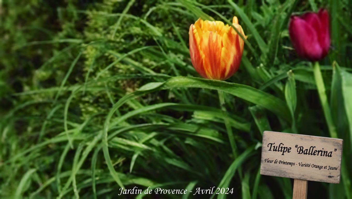 30 puissants bienfaits de l’alternanthère sessile (Alternanthera sessilis)