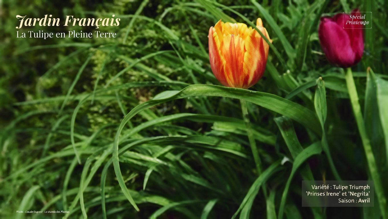 Les 12 principaux bienfaits pour la santé du Calendula officinalis