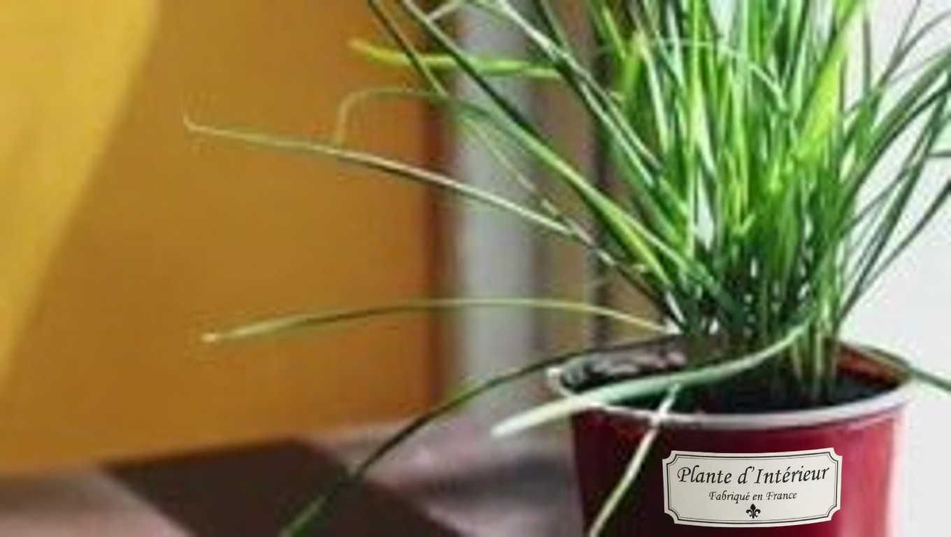 Chèvrefeuille du Japon (Lonicera japonica) : bienfaits pour la santé et utilisations maison