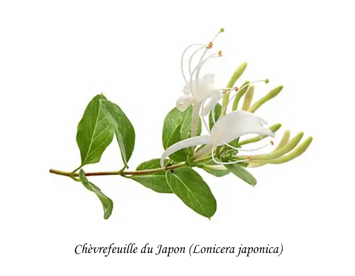 Chèvrefeuille du Japon (Lonicera japonica) : bienfaits pour la santé et utilisations maison