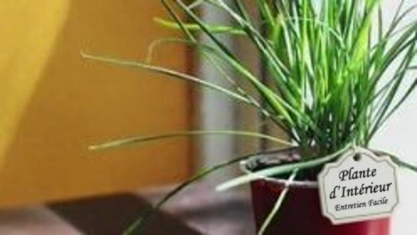 Le pouvoir caché des feuilles de myrtille