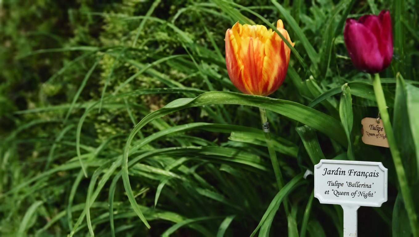 Trèfle blanc (Trifolium repens) : 15 bienfaits et usages maison