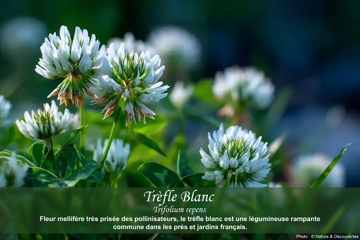Trèfle blanc (Trifolium repens) : 15 bienfaits et usages maison