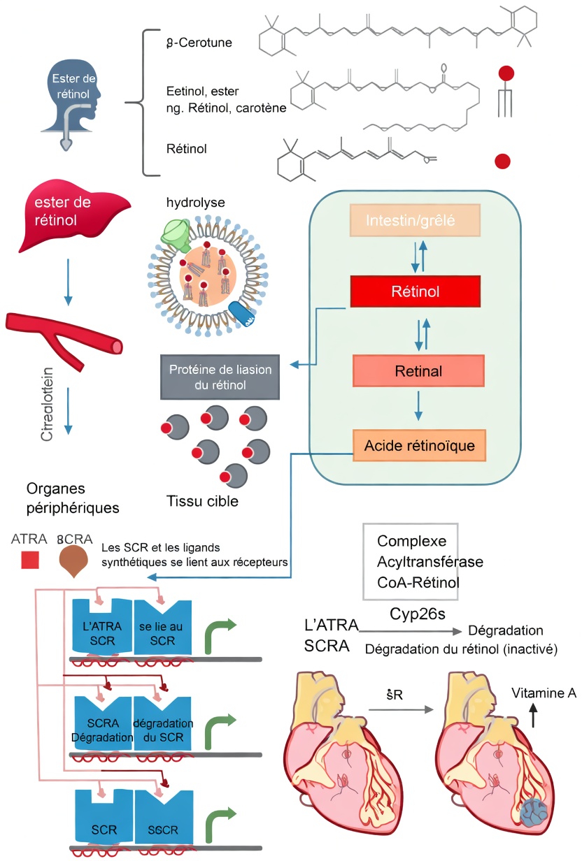 Qu’est-ce que la vitamine A et pourquoi est-elle importante pour la circulation ?