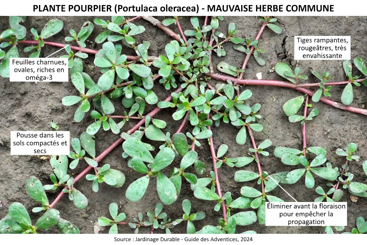 Mauvaises herbes ou merveilles ? Découvrez les trésors cachés de ces 4 plantes communes