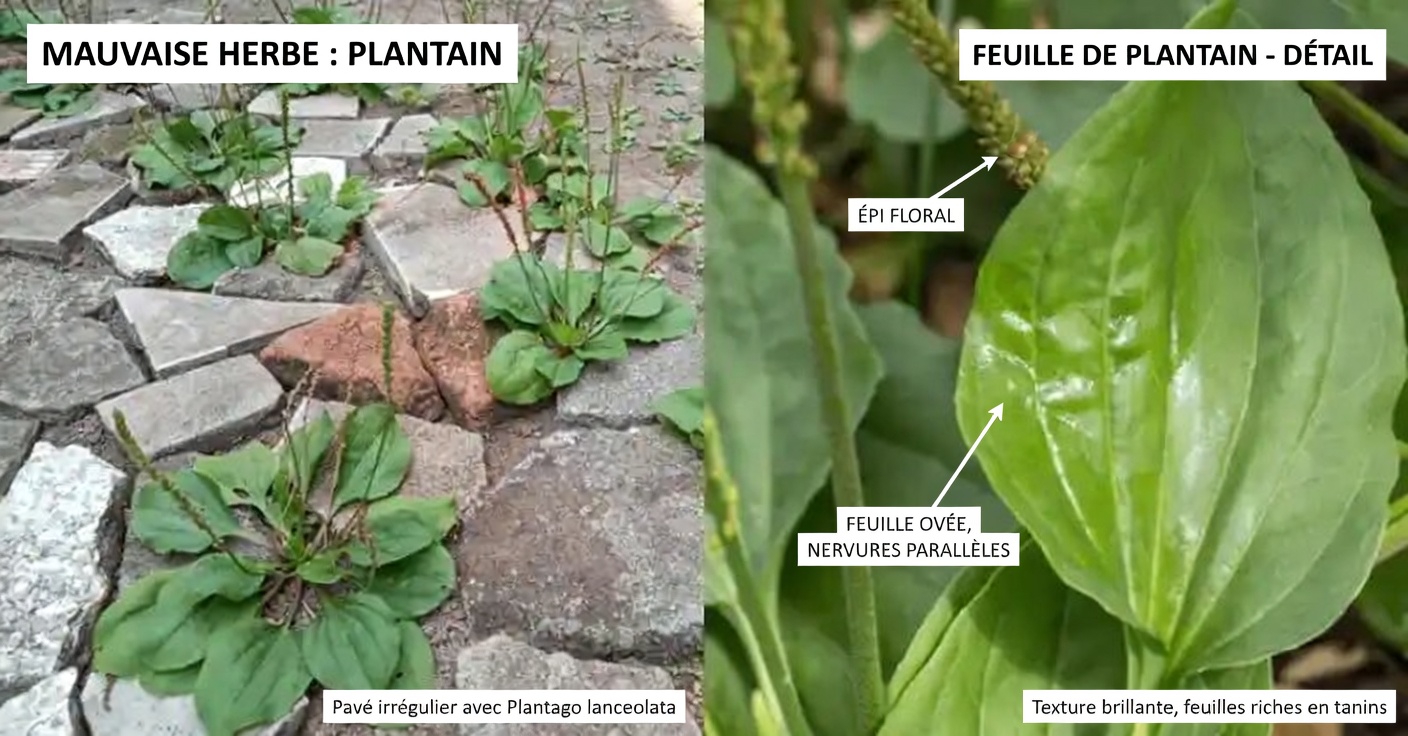 Mauvaises herbes ou merveilles ? Découvrez les trésors cachés de ces 4 plantes communes
