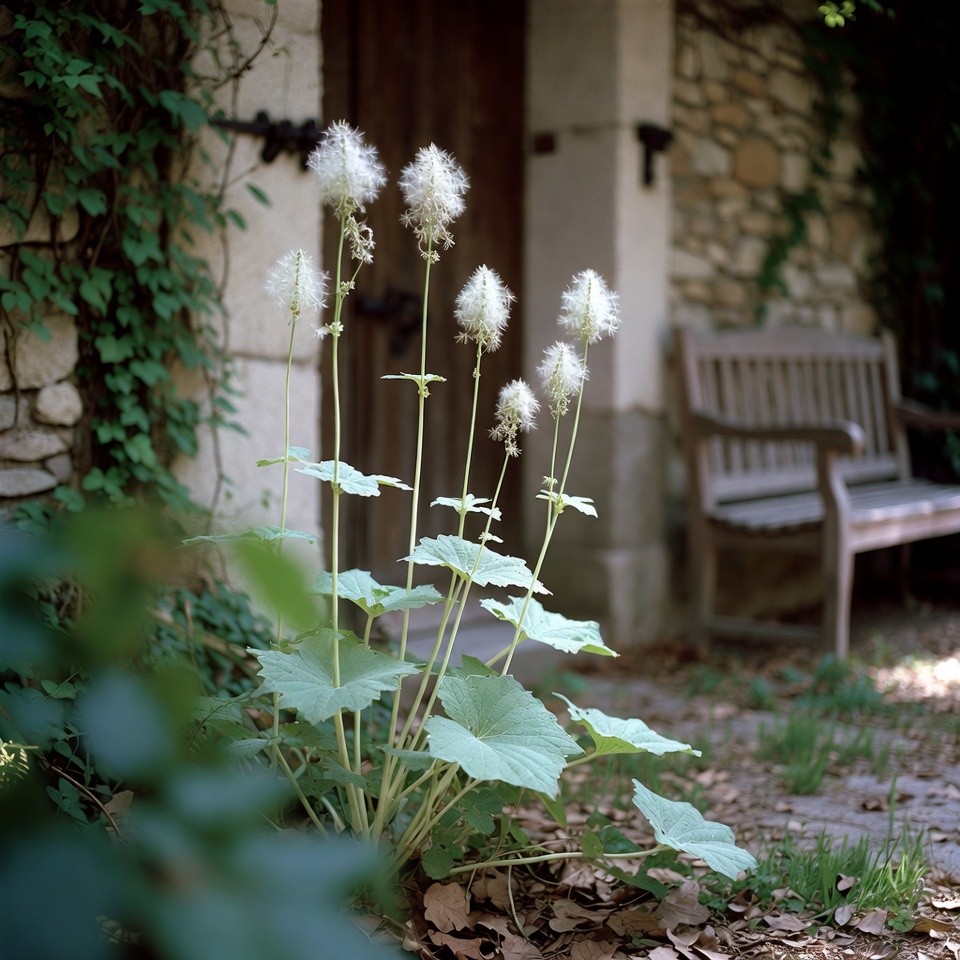 9 choses à savoir sur le bledo blanco (Amaranthus albus)