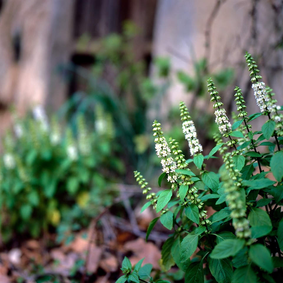 Utilisations et bienfaits des fleurs de basilic