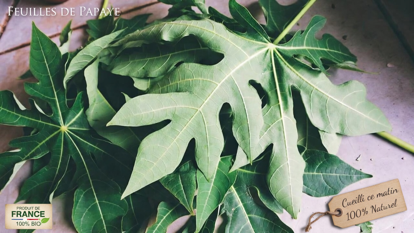 Explorer le potentiel des feuilles de papaye pour les soins capillaires : une option naturelle à considérer