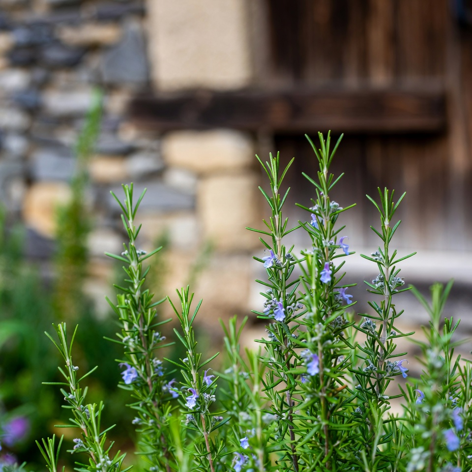 LES BOURDONNEMENTS DANS VOS OREILLES DISPARAÎTRONT – ÉLIMINEZ-LES EN QUELQUES JOURS SEULEMENT AVEC DU ROMARIN !