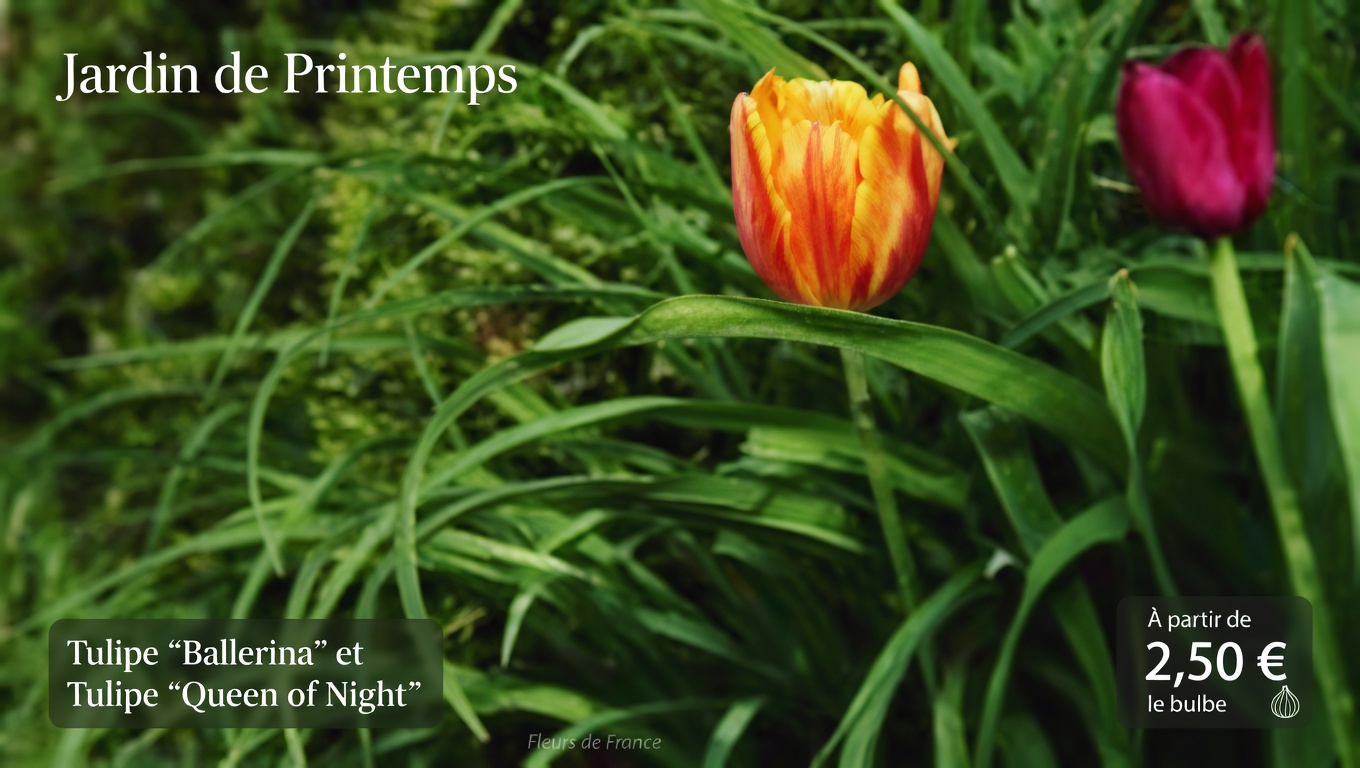 Exploiter le pouvoir des feuilles de figuier : un remède naturel contre le diabète et bien plus encore