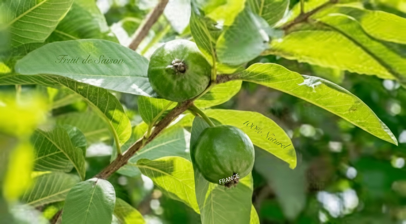 Découvrez des moyens simples de soutenir la santé bucco-dentaire avec des feuilles de goyave – des conseils quotidiens pour un sourire plus sain