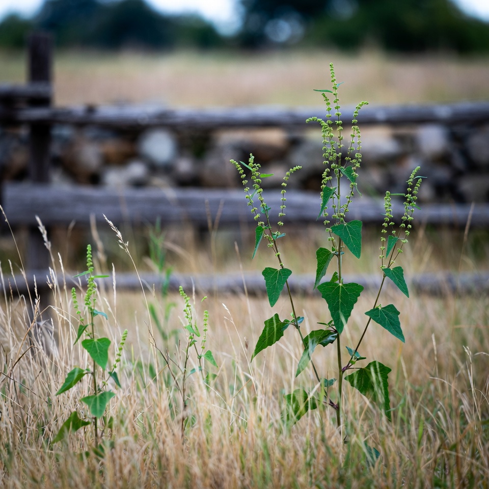 Le pouvoir caché du chénopode blanc : l’humble merveille de la nature
